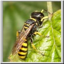 Ectemnius lituratus - Grabwespe w07.jpg